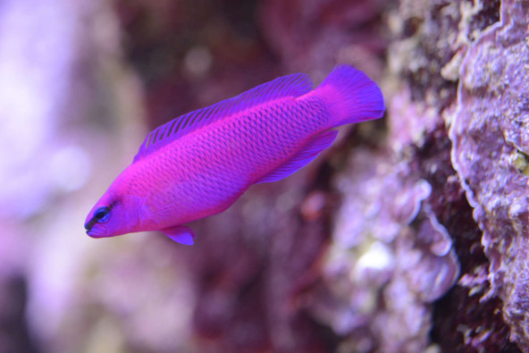 06_pseudochromis_fridmani.jpg