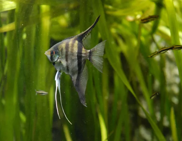 06_pterophyllum_scalare.jpg