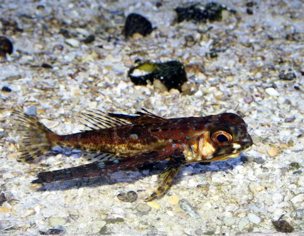 07_dactylopterus_volitans.jpg