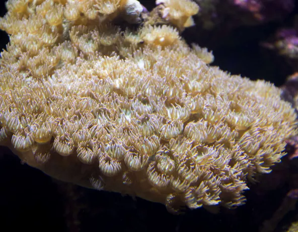 07_turbinaria_peltata.jpg