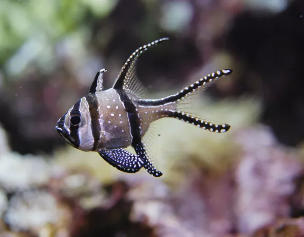 pterapogon_kauderni_1.jpg