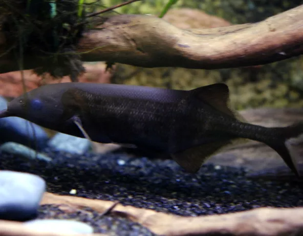 Poisson-éléphant