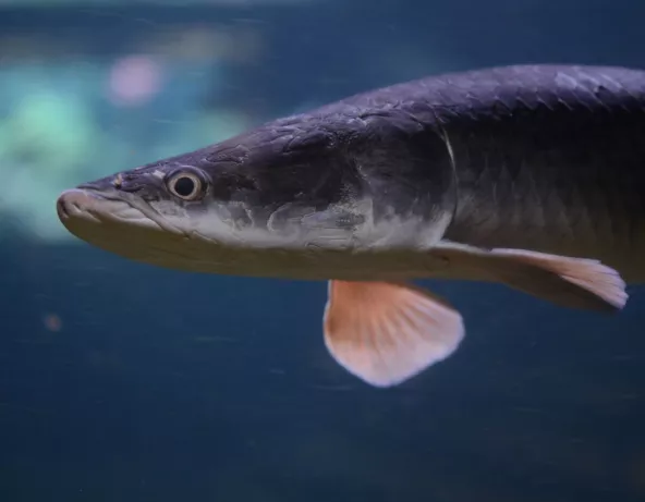 arapaima_gigas.jpg