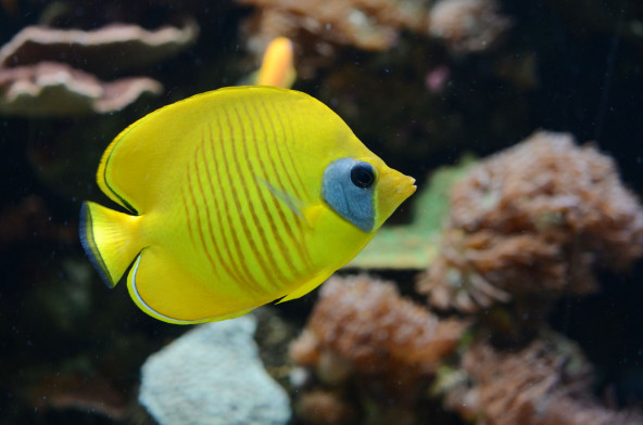 Poisson-papillon jaune