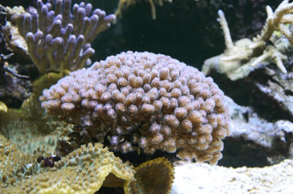 pocillopora_damicornis.jpg