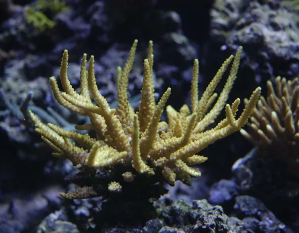 a1-acropora_granulosa.jpg