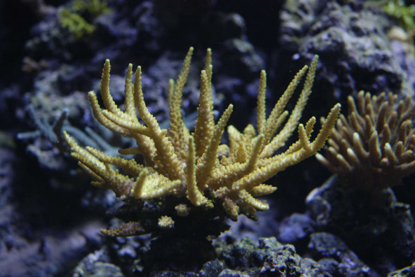 a1-acropora_granulosa.jpg