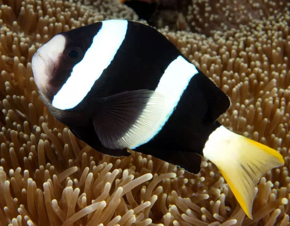 061_amphiprion_clarkii.jpg