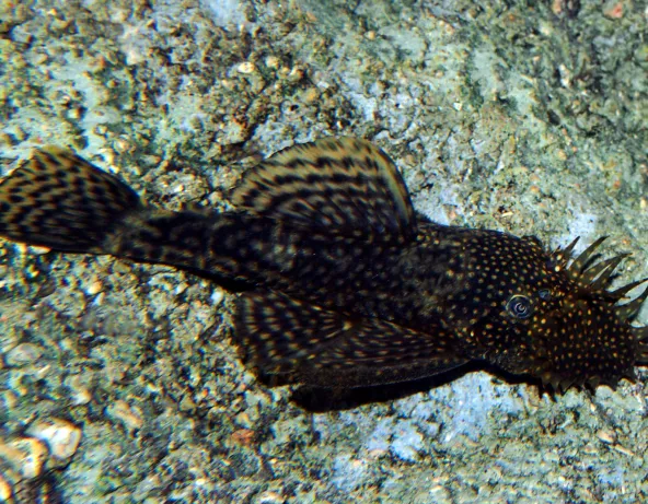 Ancistrus sp brun male adulte avec ses excroissances sur la tête © Fréderic Fasquel