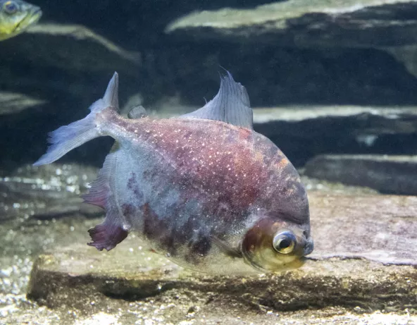 b6_myloplus_asterias.jpg
