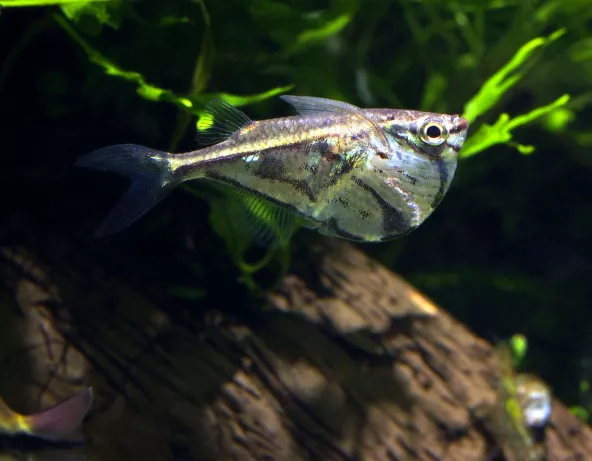 carnegiella_striagata_strigata_photo_ff.jpg
