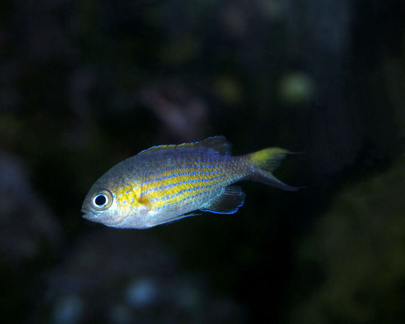 chromis_vanderbiltii_maao_photo_ff.jpg