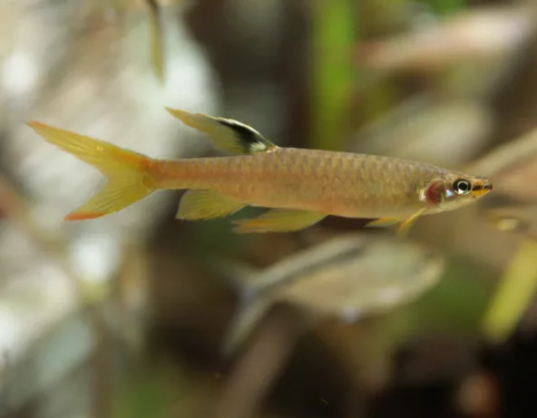 copella_arnoldi.jpg