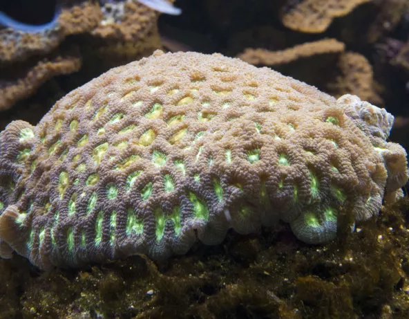 favia_sp.jpg