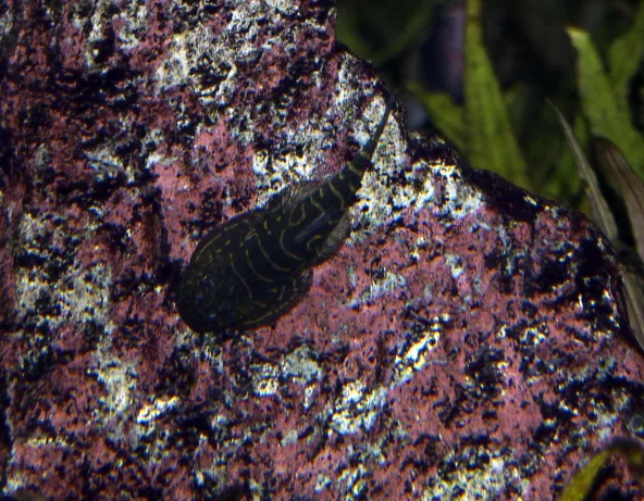 gastromyzon_spp_maao_octobre_2018_photo_ff_019.jpg