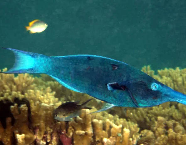 Gomphosus caeruleus mâle
