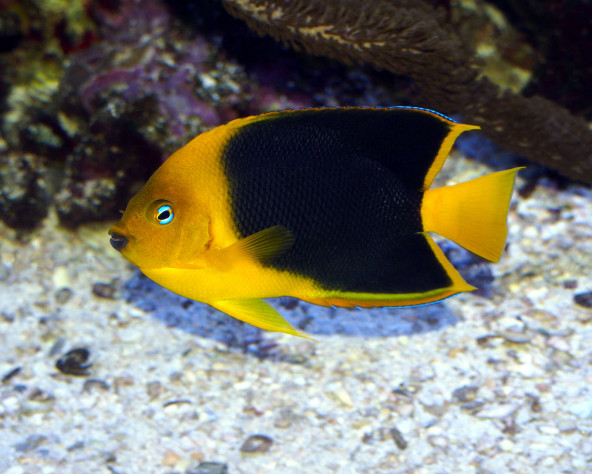 holacanthus_tricolor_maao_fevrier_2019_photo_ff_094.jpg