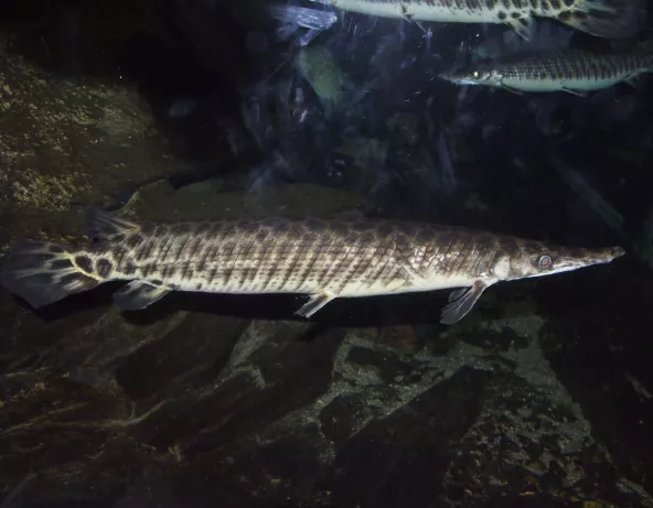 lepisosteus_spp_maao_photo_ff_14.jpg