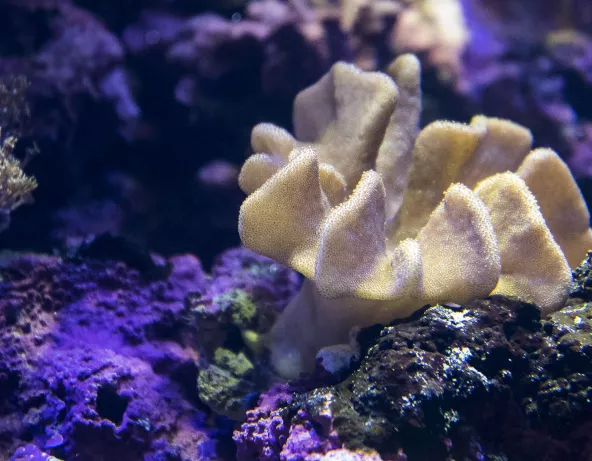 lobophyton_sp.jpg