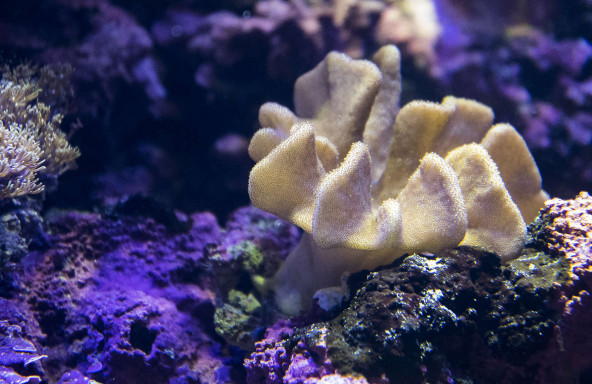 lobophyton_sp.jpg