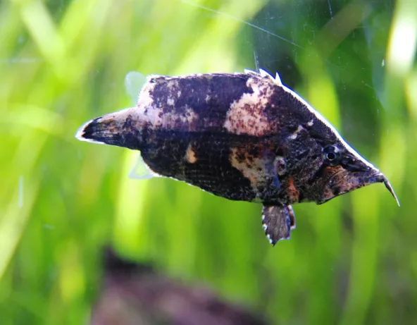 monocirrhus_polyacanthus.jpg