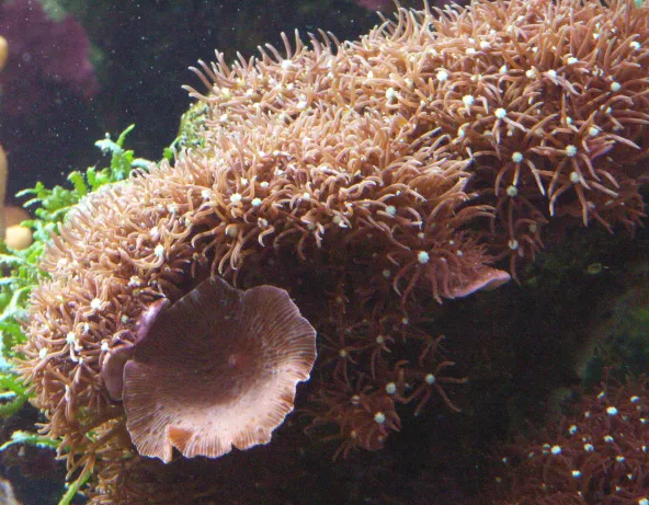 pachyclavularia_violacea.jpg