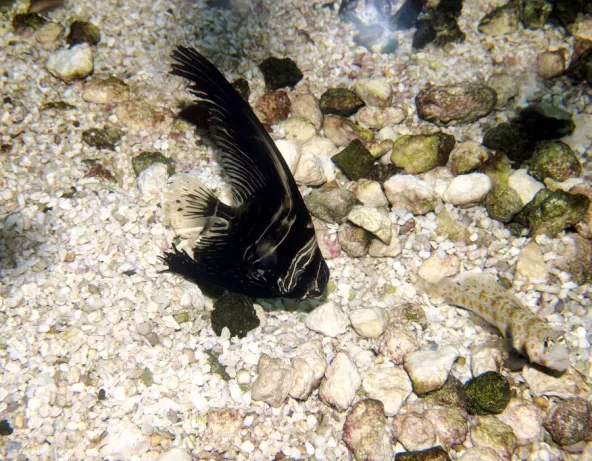 platax_batavianus_juvenile_maao_photo_ff_.jpg