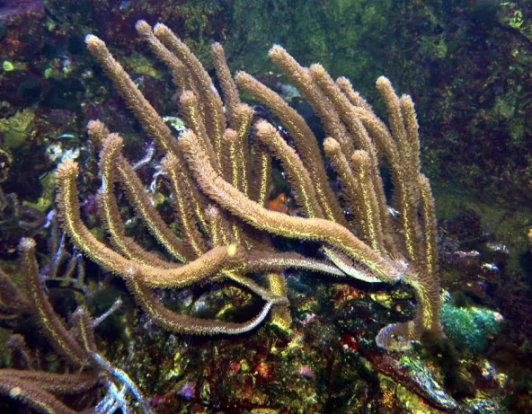 plexaurella_sp_maao_photo_ff_1889.jpg