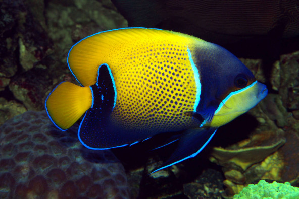 Pomacanthus navarchus adulte © Fréderic Fasquel