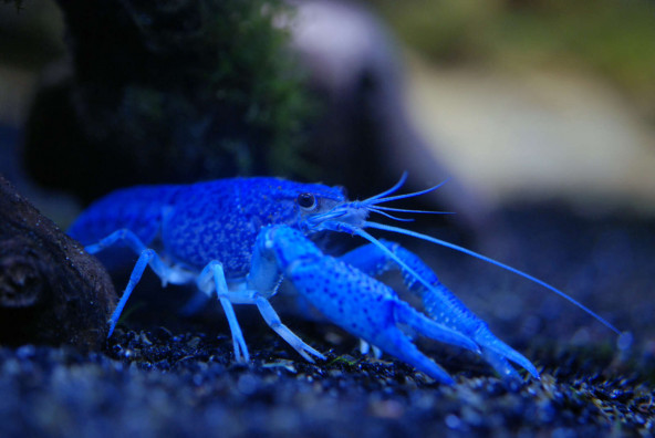 procambarus_alleni.jpg