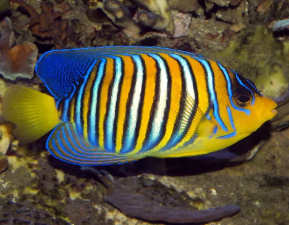 Pygoplites diacanthus adulte de Mer Rouge © Frédéric Fasquel.jpg