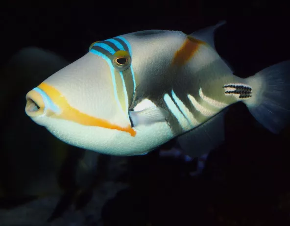 Rhinecanthus aculeatus © Fréderic Fasquel