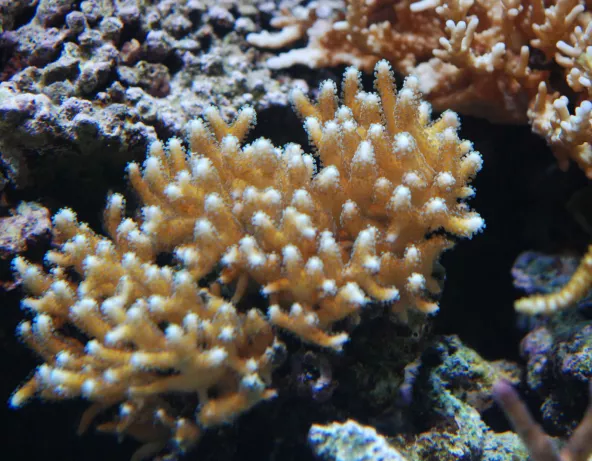 seriatopora_caliendrum.jpg