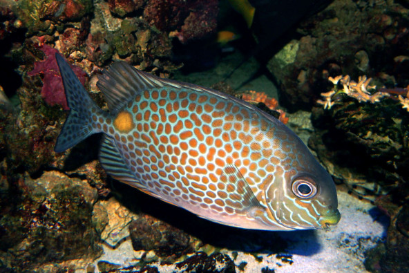 Siganus guttatus jeune adulte © Fréderic Fasquel