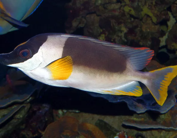 Siganus magnifica adulte © Fréderic Fasquel
