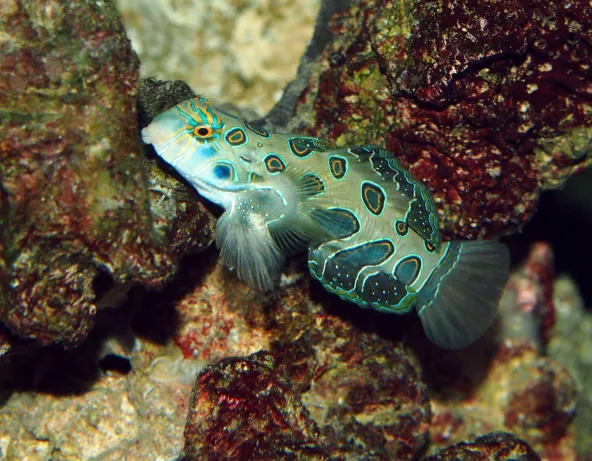 Synchiropus picturatus male adulte © Fréderic Fasquel
