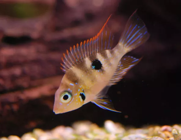Thorichthys aureus
