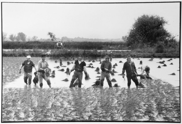 Plantation de riz par des ouvriers espagnols au mas de la Butte. 1970. 