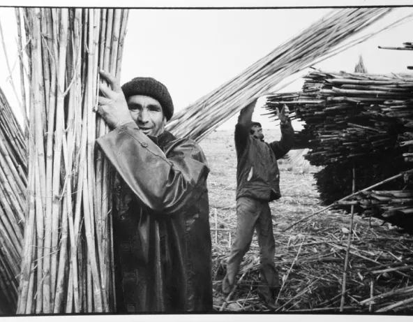 Ramassage des cannes par des ouvriers espagnols au mas Estellier. 1976. Photographie de Jacques Windenberger