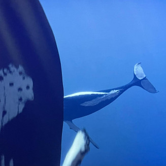 Vue partielle de baleines dans le Spot
