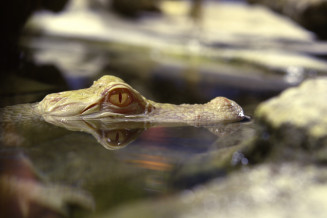 Alligator albinos © Deodat Manchon