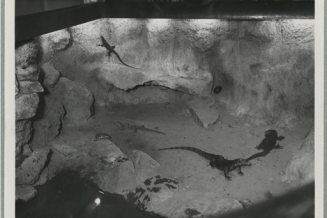 Vue du terrarium en 1931