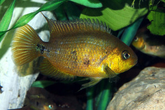 Amatitlania altoflava