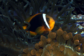 Amphiprion frenatus