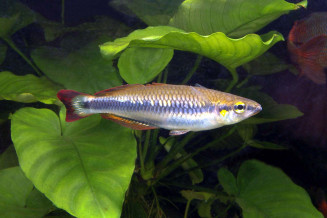 Bedotia madagascariensis
