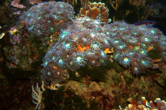 Duncanopsammia axifuga