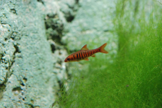 Enteromius fasciolatus