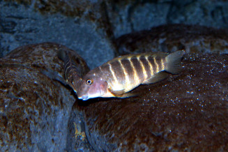 Eretmodus cyanostictus