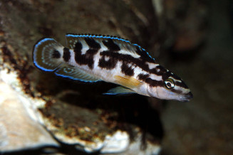 Julidochromis transcriptus