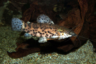 Megalechis thoracata